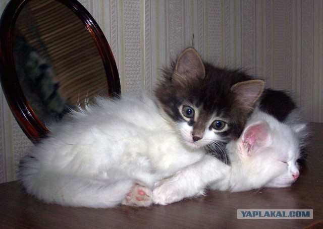 Коты. Отнюдь не ми-ми-ми.