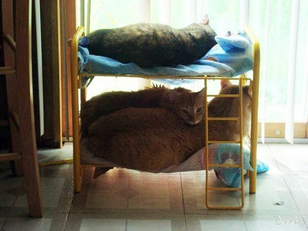 Котэ и кровать