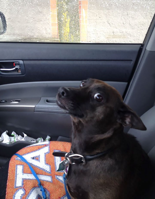 Собаки думали, что идут в парк, а на самом деле к ветеринару