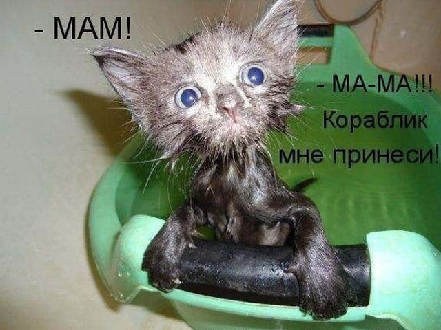 Коты в очередной раз доказали, что они на самом деле жидкость