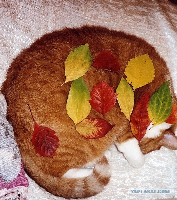 Котовторник на ЯПлакалъ