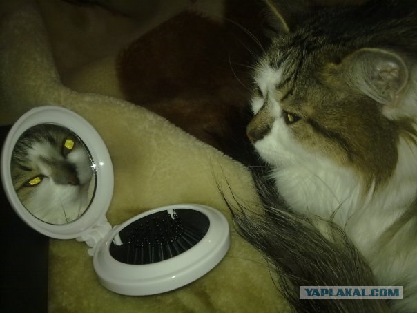 А как же котовторник?