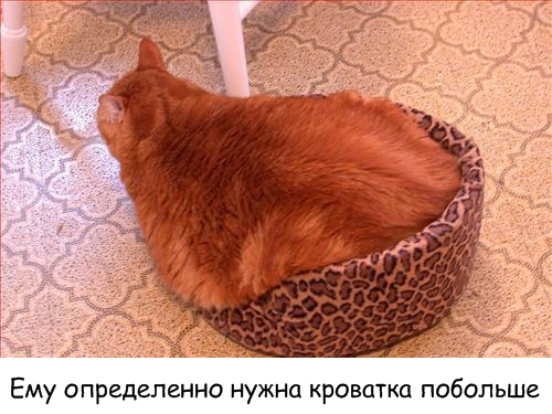 Lolcats - котовторник 33 лолокота!