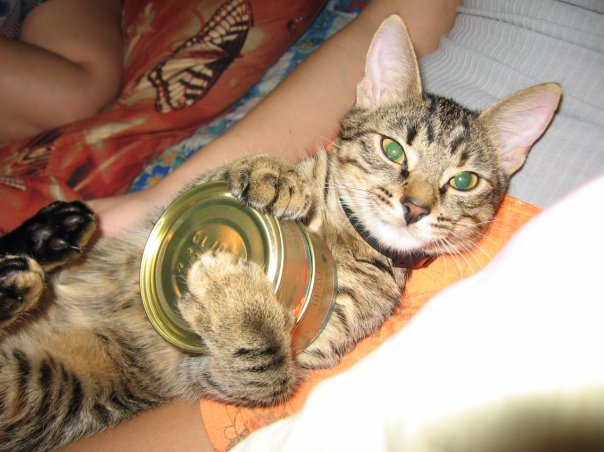 Состоятельный котовторник