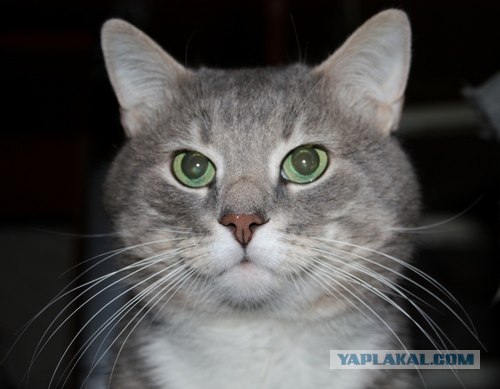 Котовторник 22.11.11