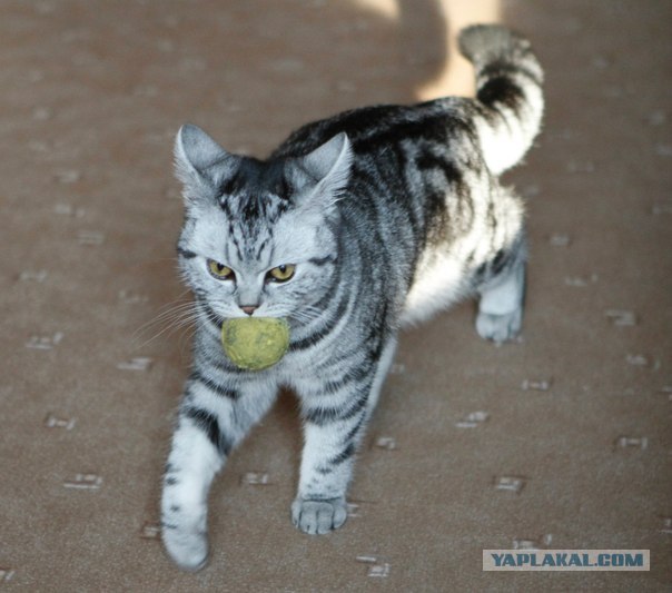 Котовторник (28.02.2012)