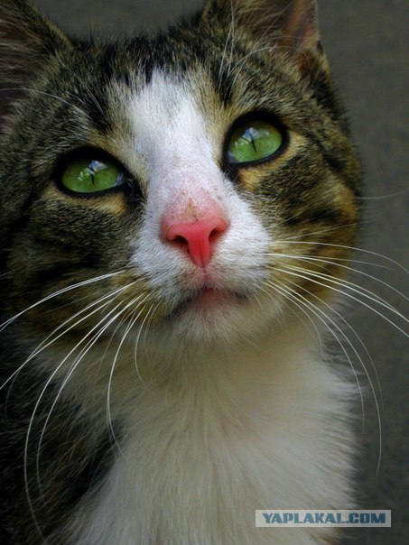 Котовторник   5.06.2012