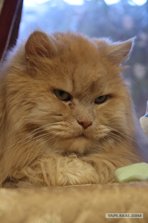 Котовторник  19.06.2012