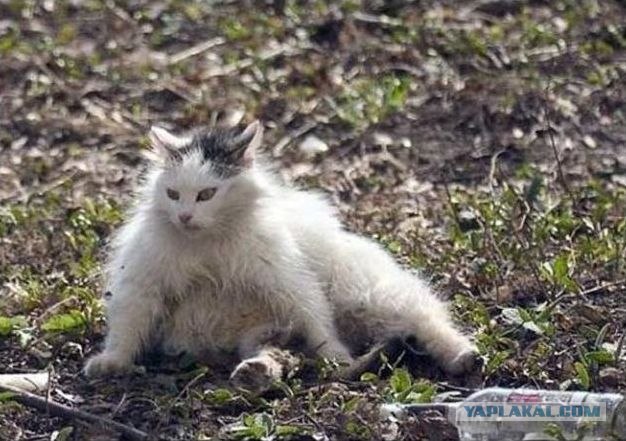 16 лучших котов сезона