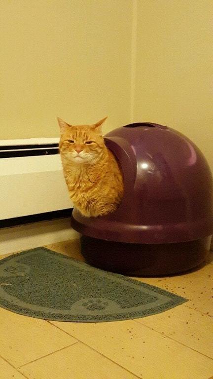 Котовторник однако
