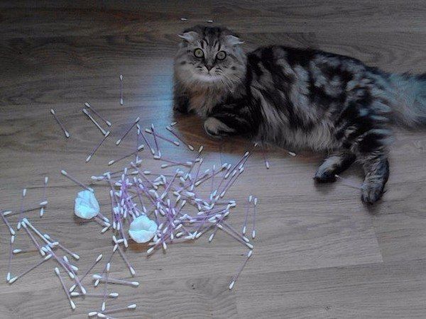 Забавные картинки с котами из сети