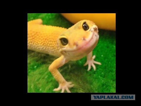 Нога Вадима