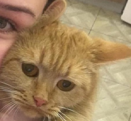 Девушки котовторника