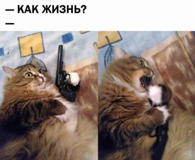 Картинки и мемы для настроения 14.08.2021