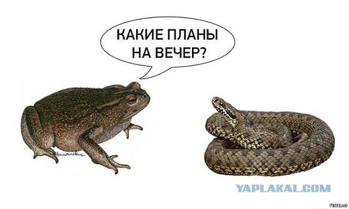 Как определить шкуру?