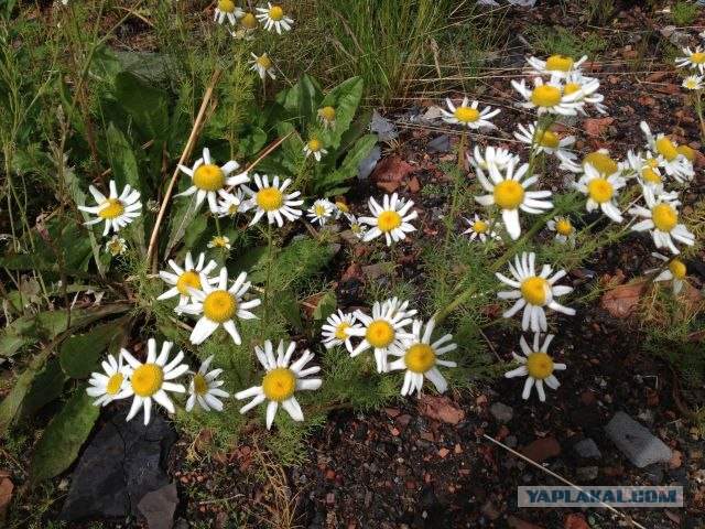 Москва-Воркута.Или туда и обратно.