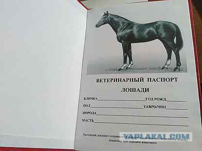 Долгожитель Дашун