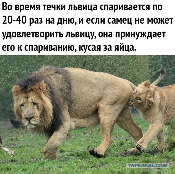 Дама изволит намекать