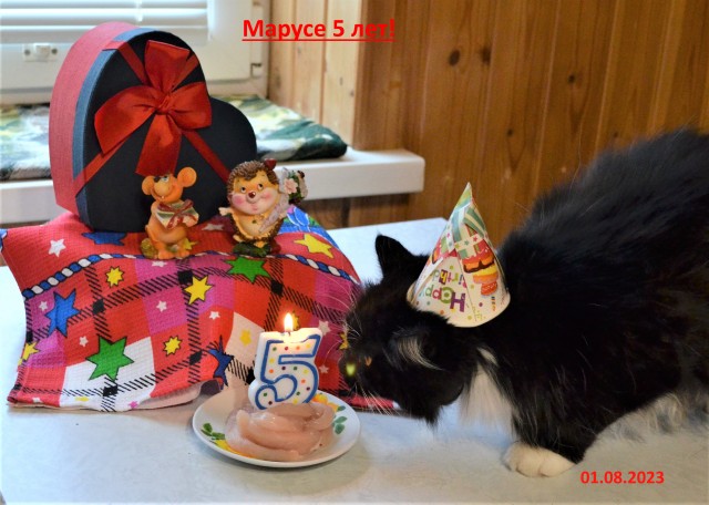 Котовторник! 16+ Коллеги-рабы, отмечаемся, у кого хозяину много лет!
