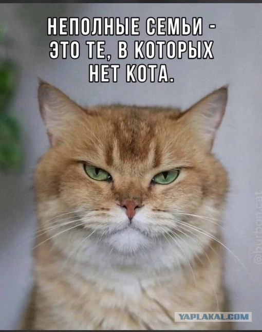 Котовторник в картинках