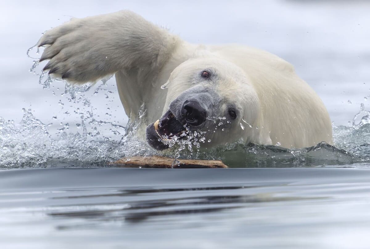 Объявлены победители конкурса World Nature Photography Awards 2025