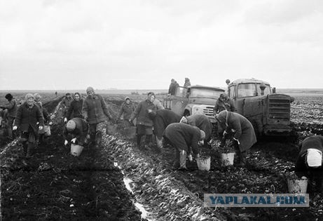 Ностальгия по работящим женщинам