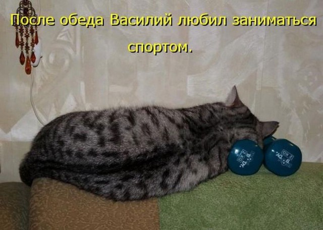 К котовторнику: подборка картинок-баянов с котиками и про котиков. Выпуск 12