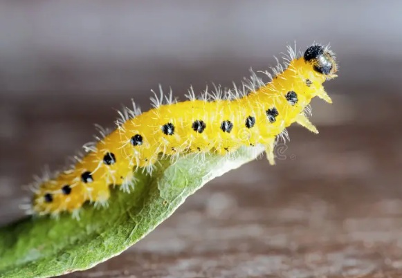 Caterpillar.