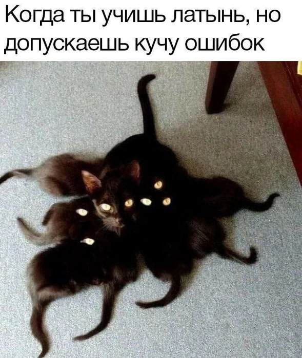 К котовторнику: подборка картинок-баянов с котиками и про котиков. Выпуск 24.