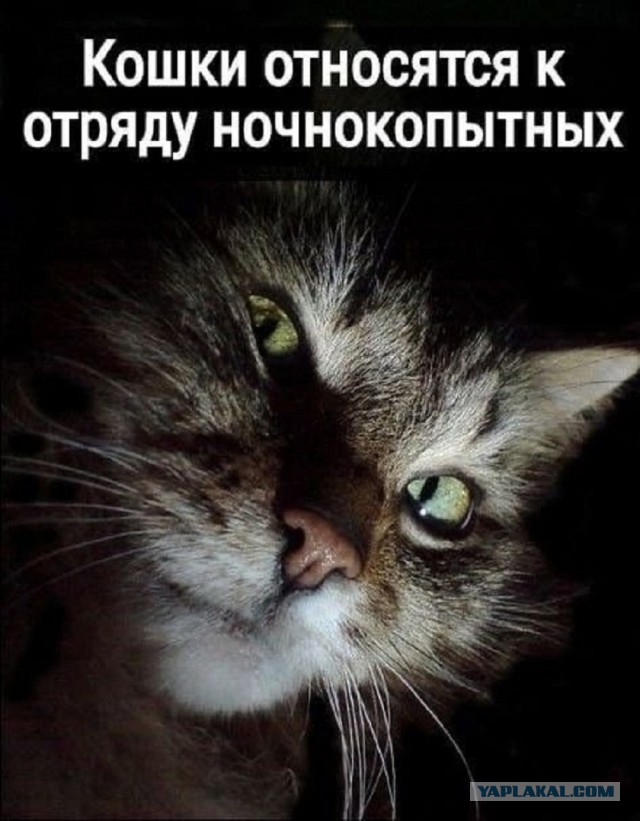 Так себе картинки 17.01.26