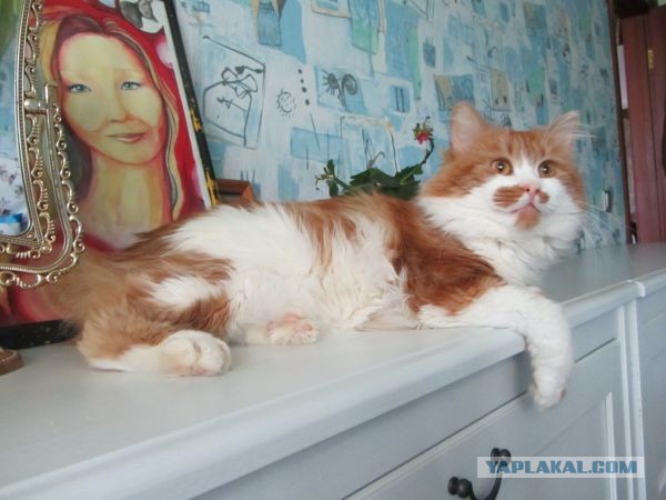 Котовторник 23.07.2013