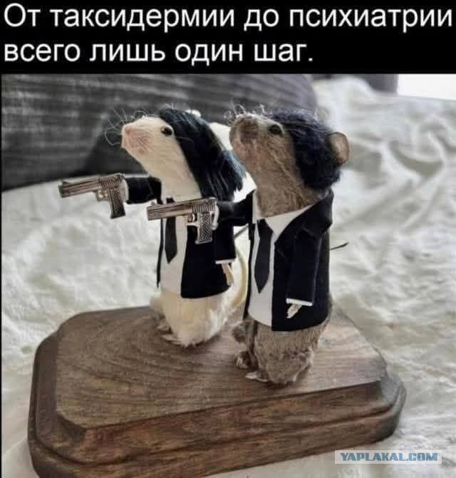 Веселое настроение в картинках 12.08.26
