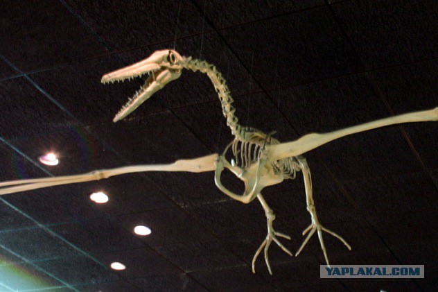 Удивительные открытия в палеонтологии