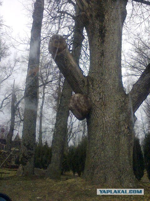 Вековой стояк