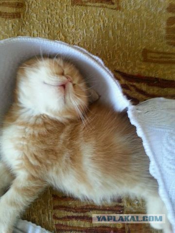 Котовторник  21.07.2015