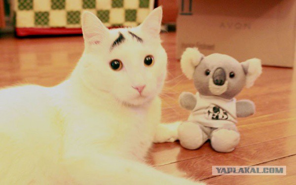 Котовторник 06.10.2015