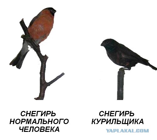 Просто картинки. Всяко разно, не заразно.
