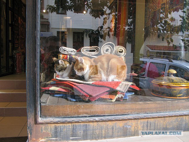 Турецкие коты на G20