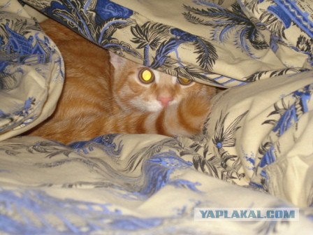 Котовторник