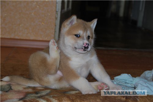 Собакочетверг же, ау!