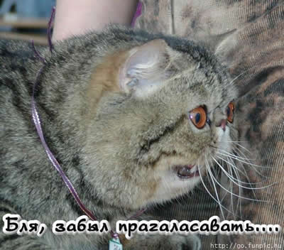 Коты, кошки, котята