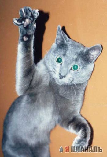 Коты, кошки, котята