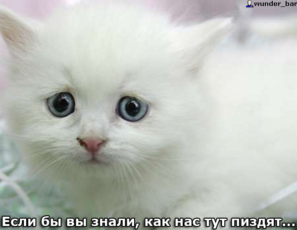 Коты, кошки, котята