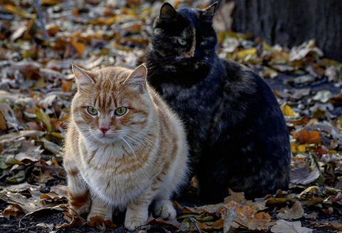 Скотинки - Животинки