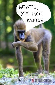 ОБЕЗЬЯНЫ. Все про обезьян