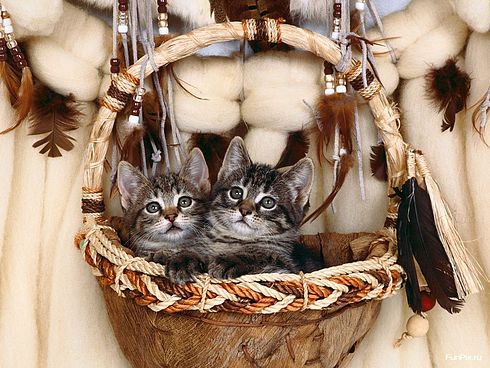 Коты, кошки, котята