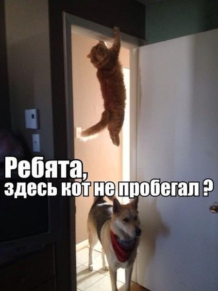 Мой кот, мои правила!