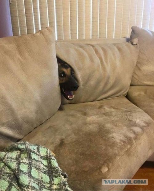 "Что Вы наделали  ? "