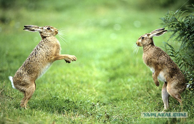 Эти глаза напротив. Калейдоскоп.