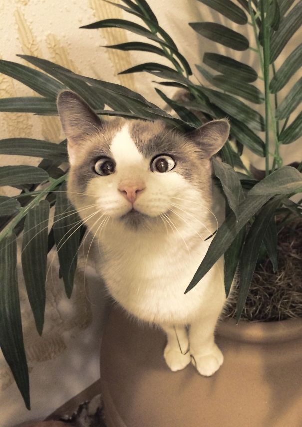 Неуловимый барханный кот появился на публике впервые за 10 лет